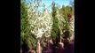 These are Constellation Dogwood Trees We Offer