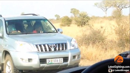 Cheetah Kills Male Impala Right Next to Road