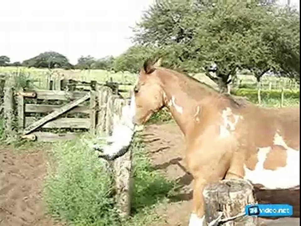 Кот и Лошадь=)