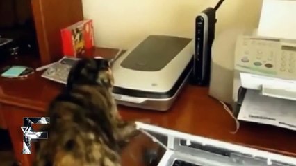 Кот и принтер