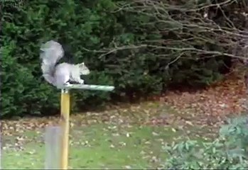 Squirrel mission impossible