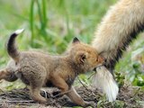 Cute baby animals pictures
