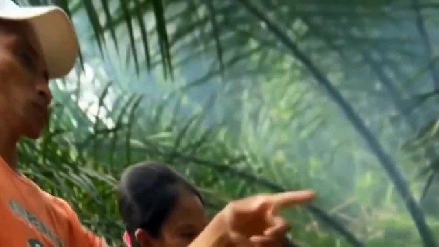 Animals Documentary Films Nat Geo Wild documentaries 2015 crocodile hunter wildlife in com