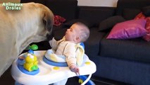 Bébés mignons Jouer avec grands chiens Compilation Janvier 2015 [HD 720p VIDEO]