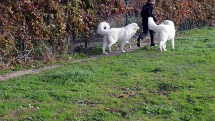 Nos jeunes patous par une journée très ventée en Provence, tous descendants de Hawke Spring Fellow de la Plaine d'Astrée