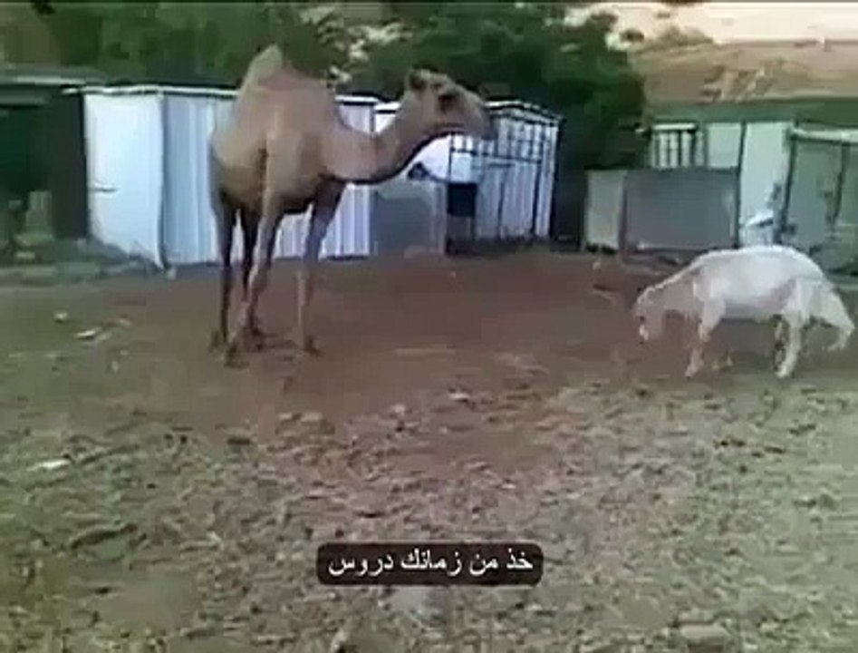 جب دنبے نے اونٹ کو ٹکر ماری تو پھر دیکھیں اونٹ نے دنبے کے ساتھ کیا کیا