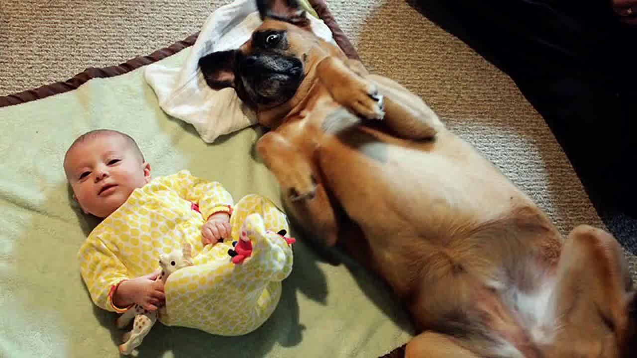 Funny Talking Dog And Babies