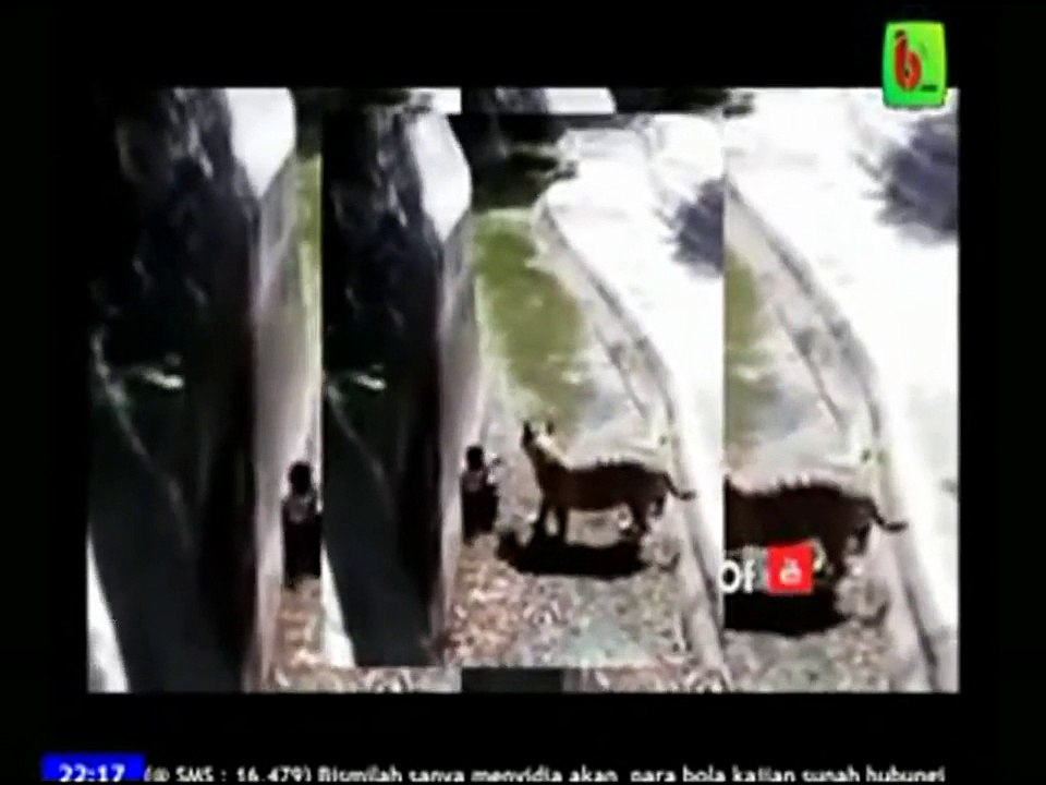 Man attacked by the tiger