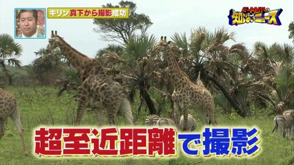 世界がザワついた(秘)映像　超貴重！キリンを真下から撮影