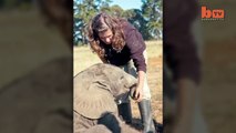 Cute Baby Elephant Orphans Raised By British Students