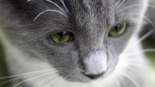 How do I interpret my cat's body language?: How To Read Your Cat's Body Language