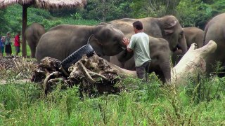 Baby elephant play and run around with a man