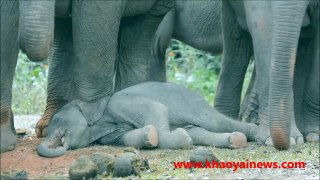 newborn wild elephant baby sleeping