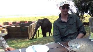 Zimbabwe Bull Elephant Crashes Into Tourists at Mana Pools