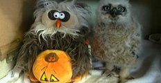 Adorable Baby Owl Dances And Sings Along With Stuffed Halloween Owl