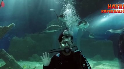 Nihat Doğan , köpek balığına karşı :) HD