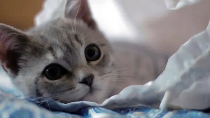 We Asked Till Harvest's Mickey to Blink Once If He Likes Us