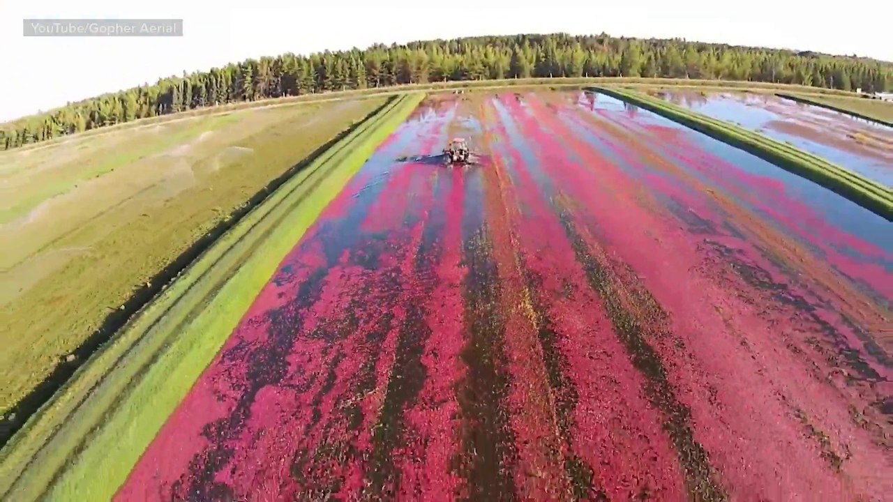 Aerial footage captures the beauty of harvesting cranberries