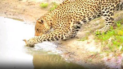 Leopar Yavru Kuşu Elinden Kaçırdı