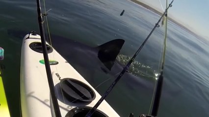 Köpekbalığı Balıkçıları Avlamaya Çalıştı