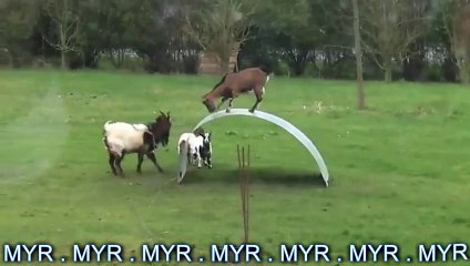 MYR Video Goat Talent