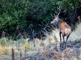 La souille du cerf - Brame du cerf dans les Pyrénées Orientales 2015