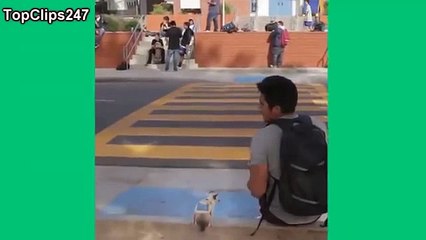 Aaron's Animals VINES Compilation - Best Videos - Funny Animal Videos 2015