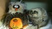 Cute Baby Owl adorably dances with Owl dancing Plush