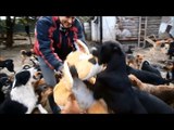 450 dogs happily play in a Serbian rescue centre!
