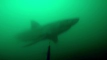 Attaque d'un Grand Requin Blanc sur un pecheur en apnée. Flippant!
