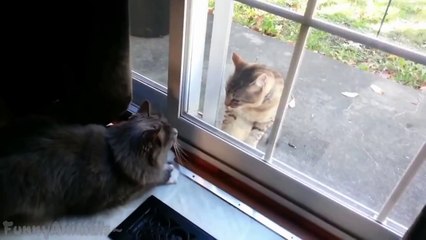 Funny Cats Fighting Through Glass