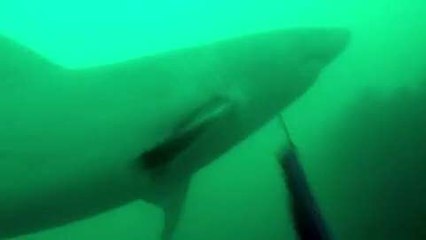 Il est surpris par un requin blanc en pleine pêche sous-marine