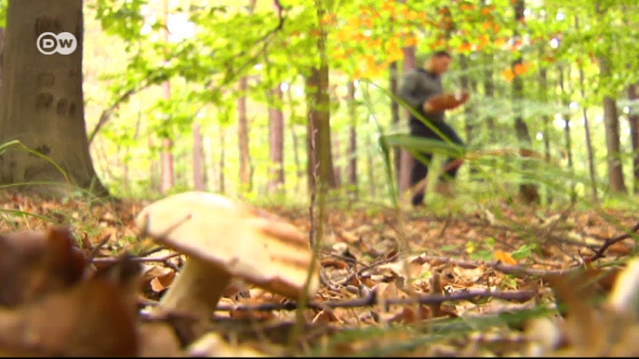 Wildschweinbraten mit Pilzen und Graupenrisotto | Euromaxx - video ...