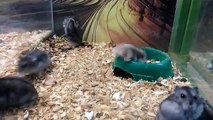 Un hamster russe fait des saltos arrières