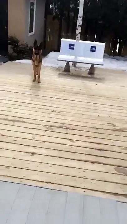 dog slow fail