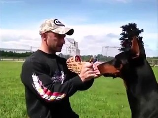 training doberman