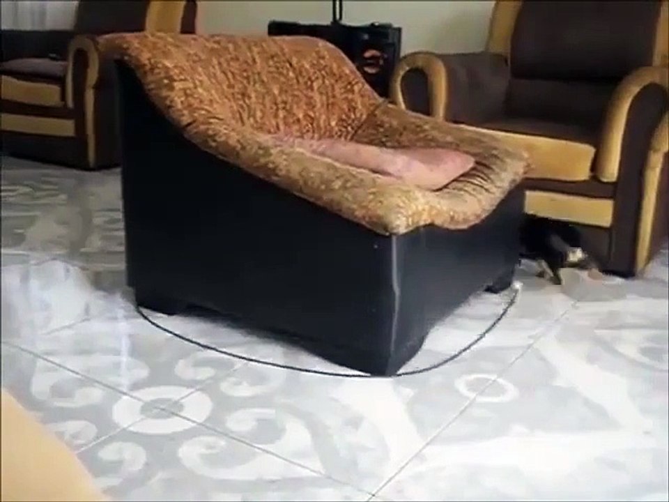 dog Leash
