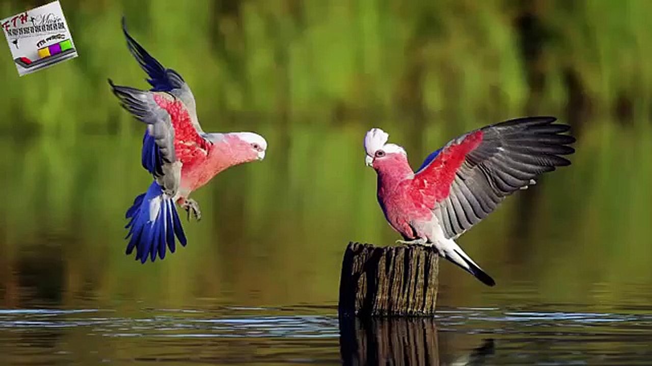 8 - ♪ ♫ ♩ ♬ Relaxing Music - Sleep Music - Study Music - Spa - Soothing Music - instrumental Music