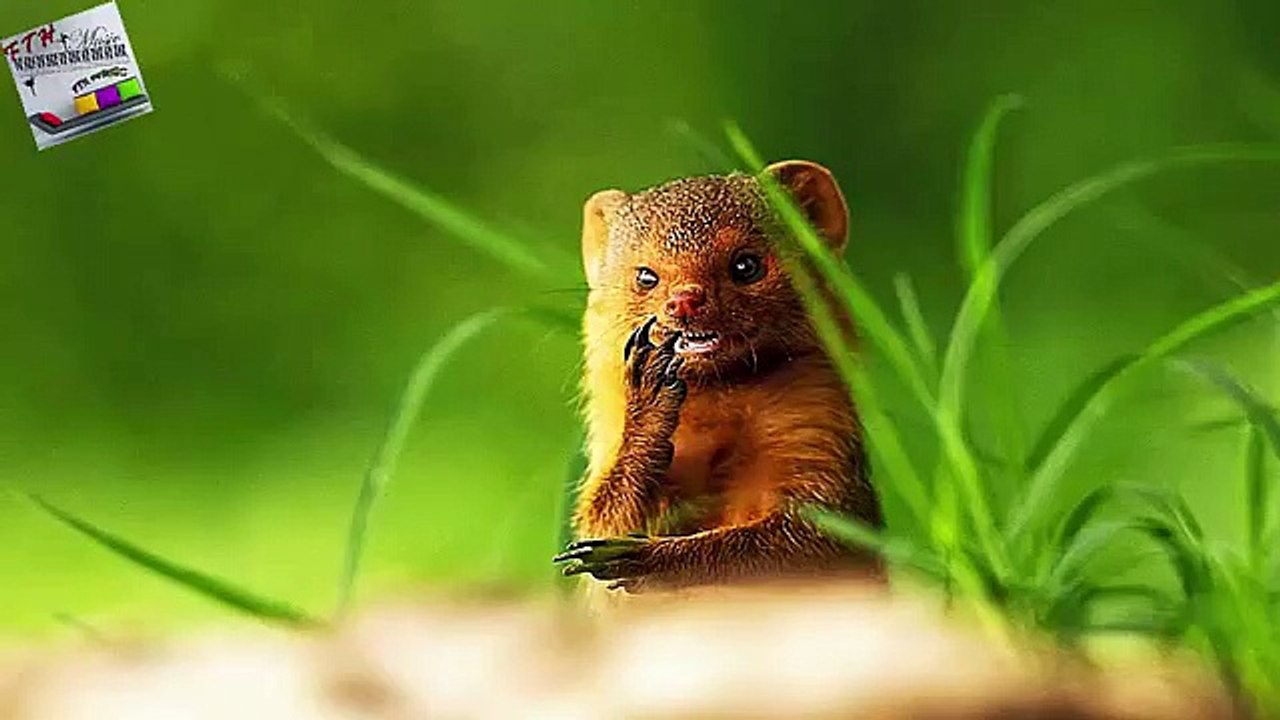 7 - ♪ ♫ ♩ ♬ Relaxing Music - Ayna - Anlatmalıymış Meğer - Orman Şelale Su sesi