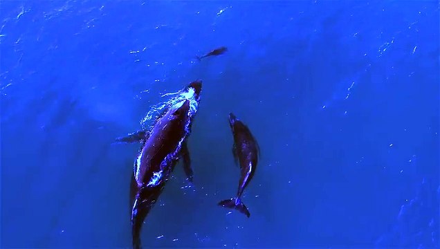 Une baleine et son bébé nagent aux côtés d'une maman dauphin et son petit !