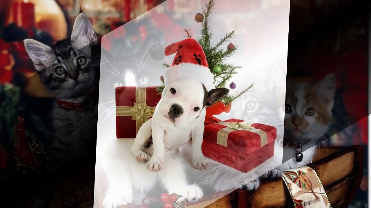 Funny cute animals celebrate christmas