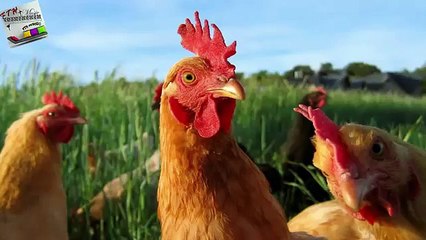 17 - ♪ ♫ ♩ ♬ Relaxing Music - Rahatlatıcı - Enstrümantal müzik - instrumental