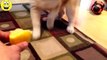 Best Funny Videos - Funny Cats and Dogs vs Lemons - Funny Animal Compilation