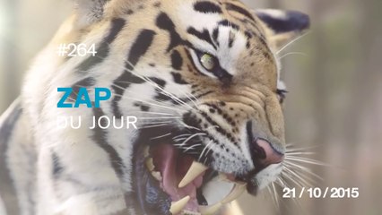 ZAP DU JOUR #264 : Superbe cosplay de cendrillon / Tyrolienne à Las Vegas /