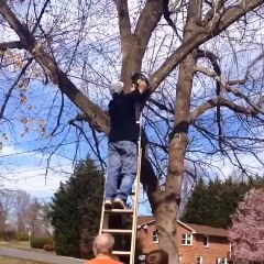 Cutting a Tree Branch With a Chainsaw Goes Wrong -by Funny Videos Collection