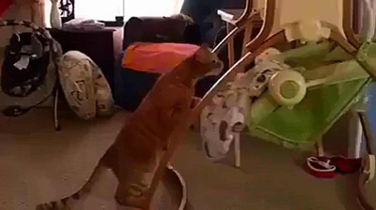 Cat how the man child sleep