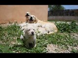 Mascotas: Los perros de ayuda de Roncescan - 20/10/15