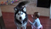 Husky Howls Along With Baby