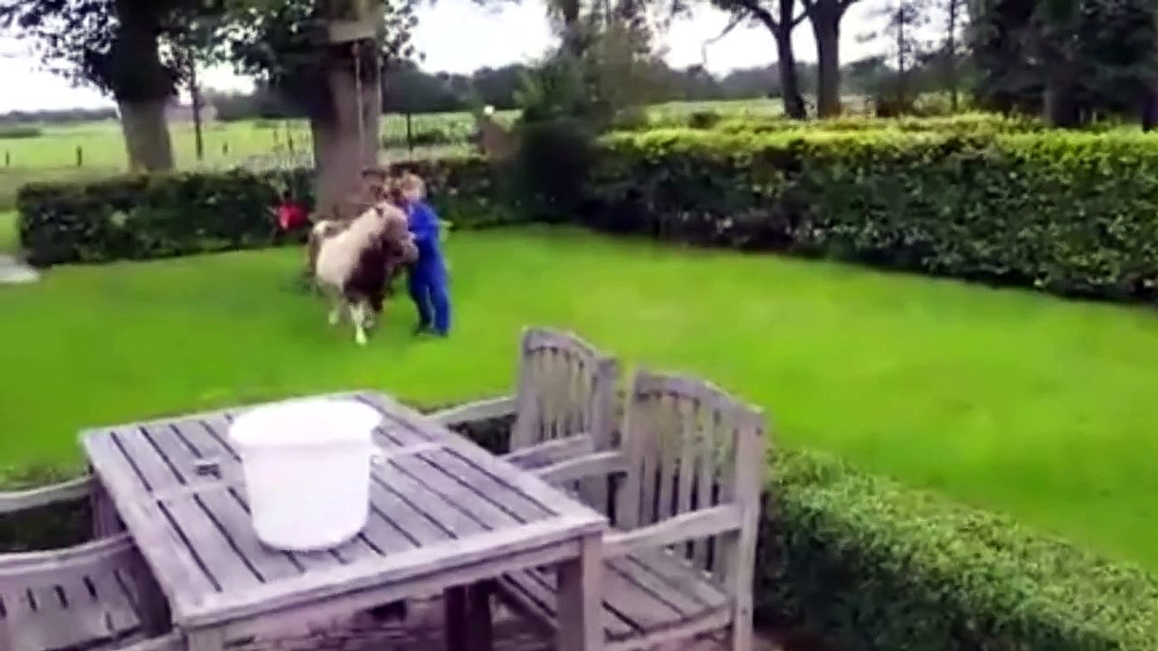 1 Giant Leap For Mini Horse, 1 Giant Fail For Kid