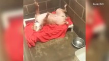 Shelter dog asking for belly rubs in viral video gets adopted